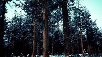 Pine trees covered with hoarfrost in the dark forest video