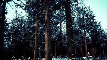 pin des arbres couvert avec givre dans le foncé forêt video