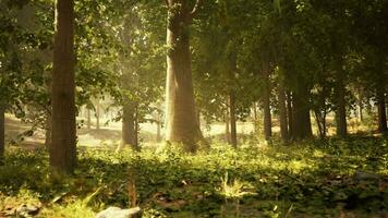 A dense and vibrant forest filled with towering trees and lush green foliage video