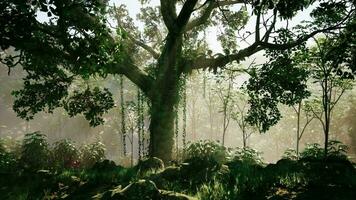 inside a rainforest covered in bright green moss video