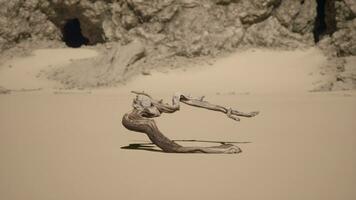 A driftwood sculpture on the beach with a rock formation in the background video