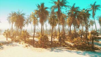 A serene beach landscape with palm trees video