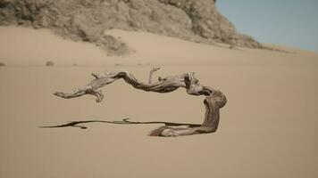 A tree branch in the sand with a mountain in the background video