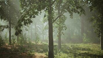 Rays of sunlight in a misty forest in autumn create a magical mood video