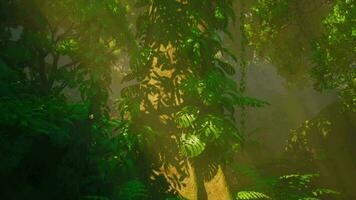 niebla matutina en una densa selva tropical video