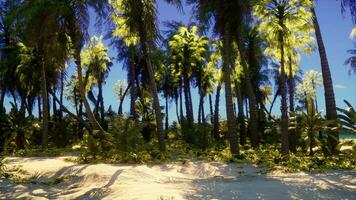 A tropical paradise beach with palm trees and clear blue skies video