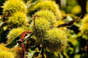 chestnuts are growing on a tree in the sun photo