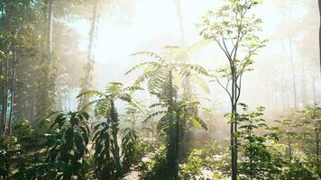 Green branches of a Palm trees video