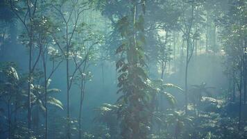 Mysterious scene of ancient trees and vines covered by moisture and fog video