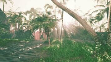 mooi zonlicht filteren door palm bladeren in paradijs video