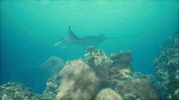 Manta ray filter feeding above a coral reef in the blue Komodo waters video