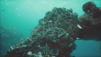 Underwater shoot of vivid coral reef with a fishes video