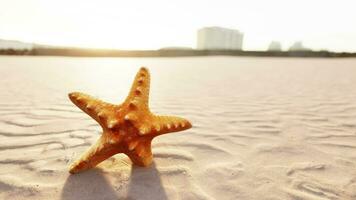 étoile de mer sur le sité plage video