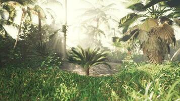 gloeiend zonlicht filteren door palm bladeren video