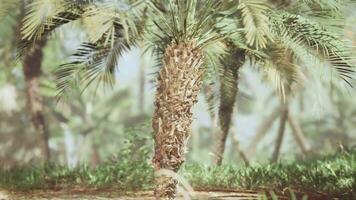 dichtbij omhoog groen palm boom bladeren video