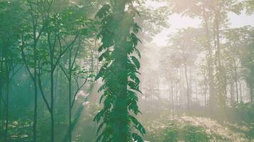 Sunlight rays pour through leaves in a rainforest video