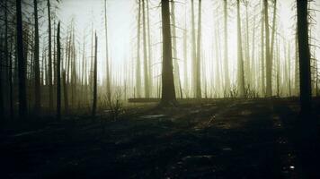Burned trees after wildfire with pollution and a lot of smoke video