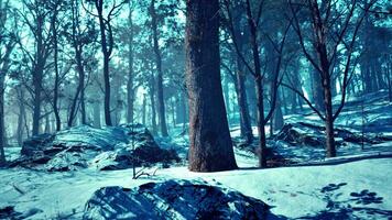 paysage d'hiver givré dans la forêt enneigée video