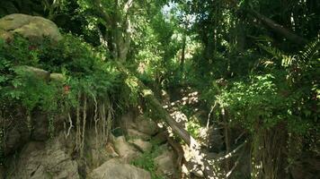 A scenic forest path in Australia video