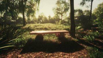 Vintage bench in the park under the morning rays of the sun video