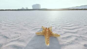 stella marina su il sità spiaggia video