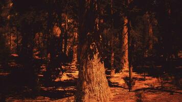 le séquoia forêt rayonnant avec soir lumière video