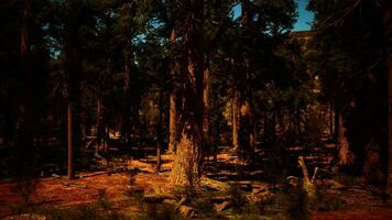 Sequoia trees bathed in the last light of day video