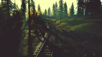 Esposto alle intemperie treno brani attraversando un' boschetto di abete rosso alberi a tramonto video