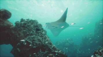 unter Wasser Aussicht von schweben Riese ozeanisch Manta Strahl video