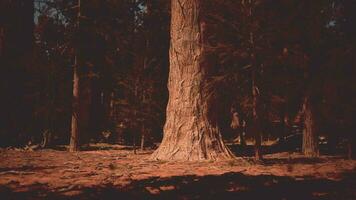 sequoia alberi in piedi alto nel il tramonto leggero video