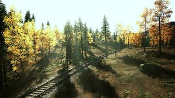 Abandoned railway stretching through a grove of fir trees at dusk video