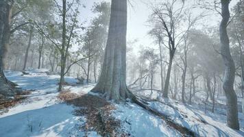 Landscape of spooky winter forest covered by mist video