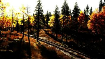 velho Ferrovia faixas corte através uma denso floresta do abeto árvores às crepúsculo video