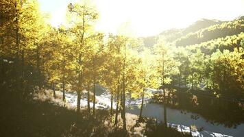 Magical yellow trees glowing in the sun video