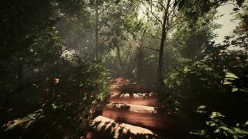 ambulant le long de une brumeux chemin dans le milieu de le jungle video