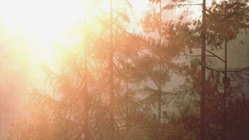 Rays of sunlight shine through the fog silhouettes of pine trees video