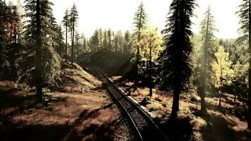 Deteriorating railway winding through a dense forest of spruce trees at sunset video