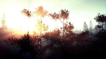 Foggy green pine forest with canopies of spruce trees and sunrise rays video