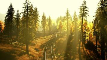 Dilapidated train tracks weaving through a thicket of spruce trees at sundown video