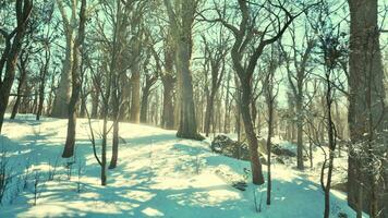 Pine trees covered with snow on frosty evening video