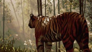 Mammut Bengalen Tiger jagt zum es ist Nächster Mahlzeit video