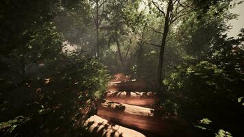 nebbioso trekking attraverso il denso tropicale fogliame video