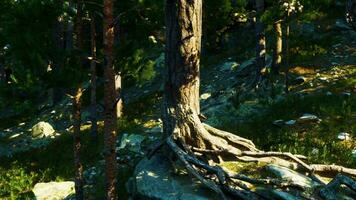 venteux falaises sont Accueil à massif pin des arbres video