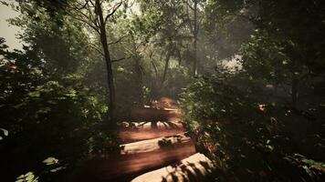 excursionismo mediante un cubierto de niebla ruta en el tropical bosque video