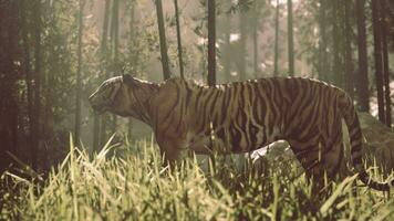 fest Bengalen Tiger ist auf das jagen beleuchtet durch das golden Strahlen von das Sonne video