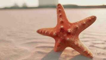 étoile de mer sur le sité plage video