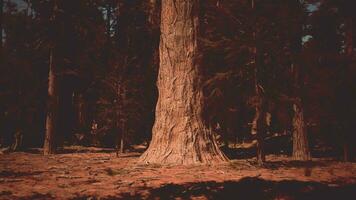 Sunset view in the forest in Sequoia National park video