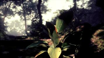 tropischer garten der natur im freien mit bäumen und blattpflanzen video