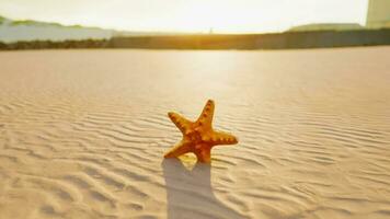 estrelas do mar em a sidade de praia video