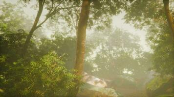 Morning light in beautiful jungle garden video